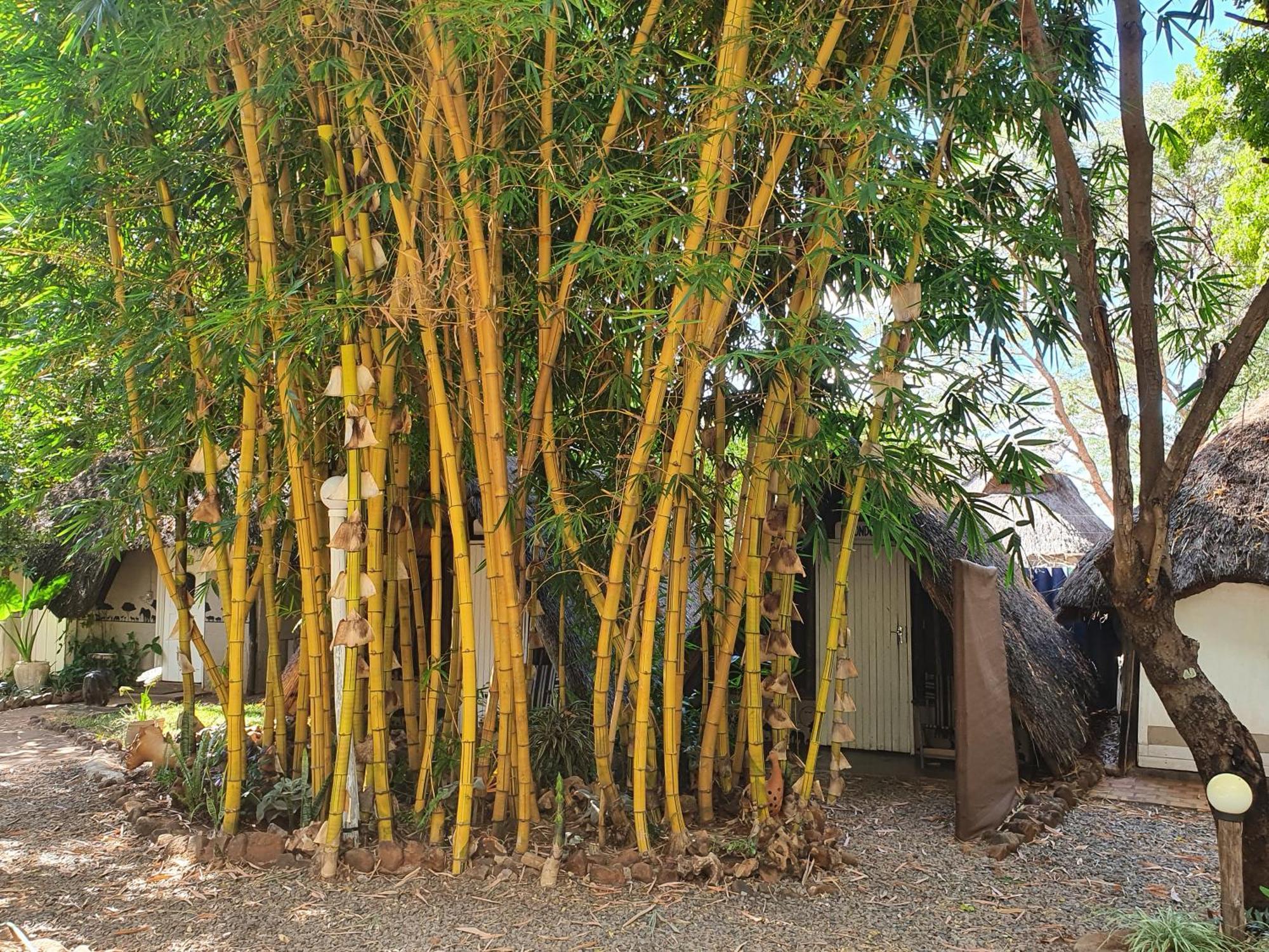 Victoria Falls Backpackers Lodge Exterior foto
